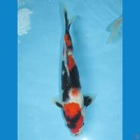 Showa (23cm)