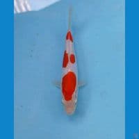 kikushui, 14 cm