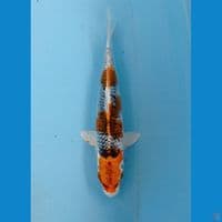 kujaku, 20 cm