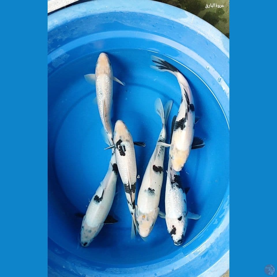 shiro tategoi bahan 26-31 cm