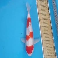 Sandan Kohaku ~35 M