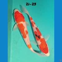 21-23 MIX Kohaku Sanke 
