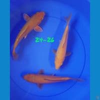 24-26 KARAMEL & RED KARASHI MATA MERAH