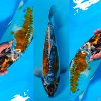 kiko 35cm male