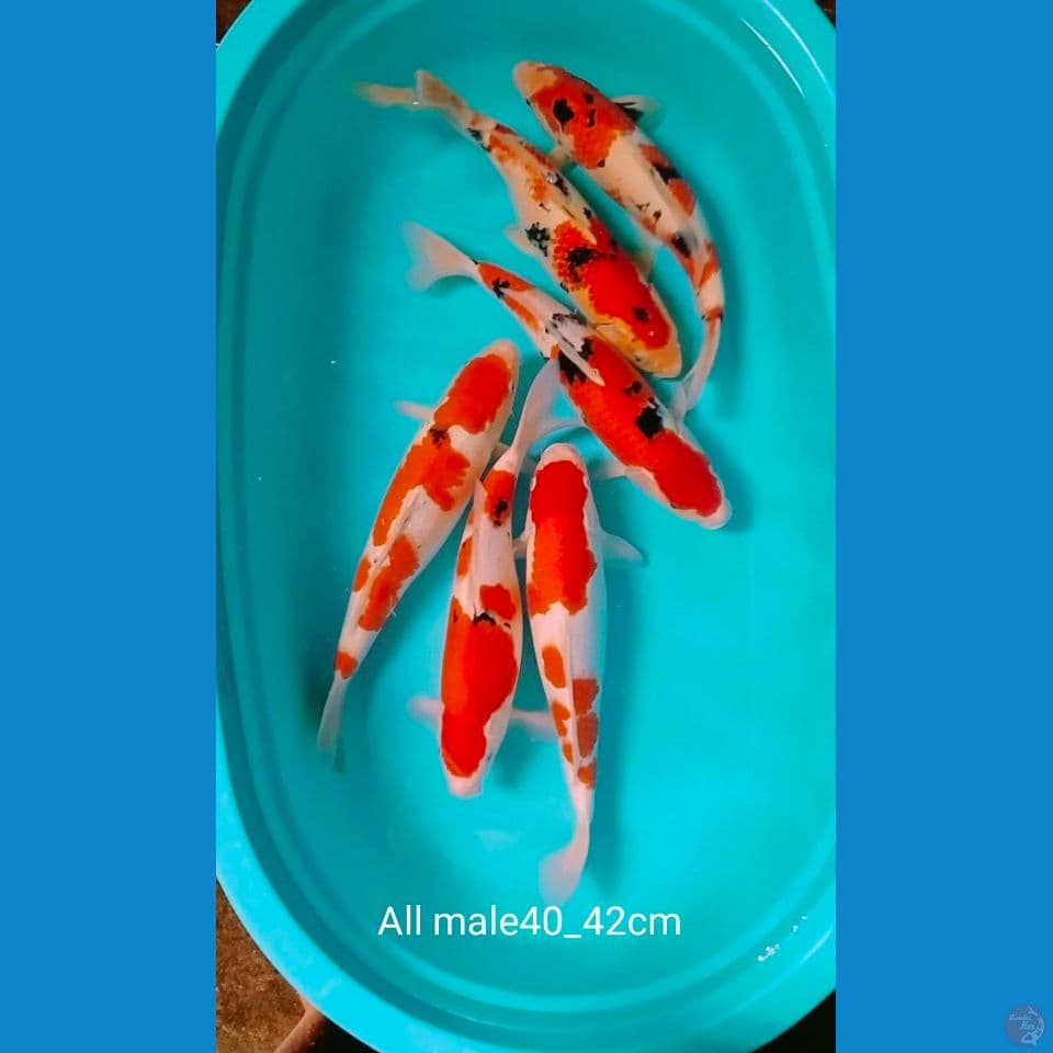 all male 40_42cm