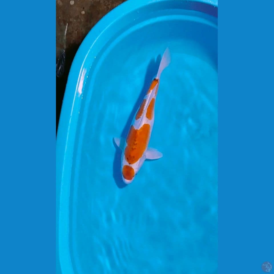 42cm