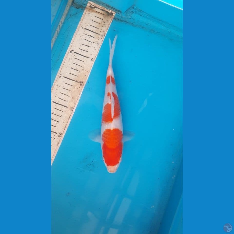 kuhaku