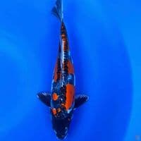 beni kikokuryu 30cm