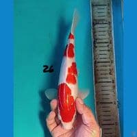 26cm KOHAKU 