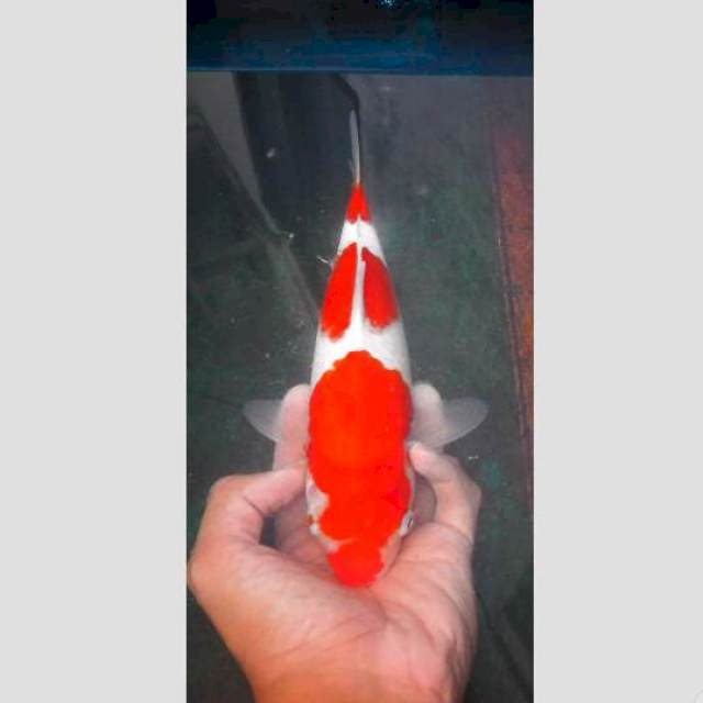 kohaku lokal serasa import 100% ori