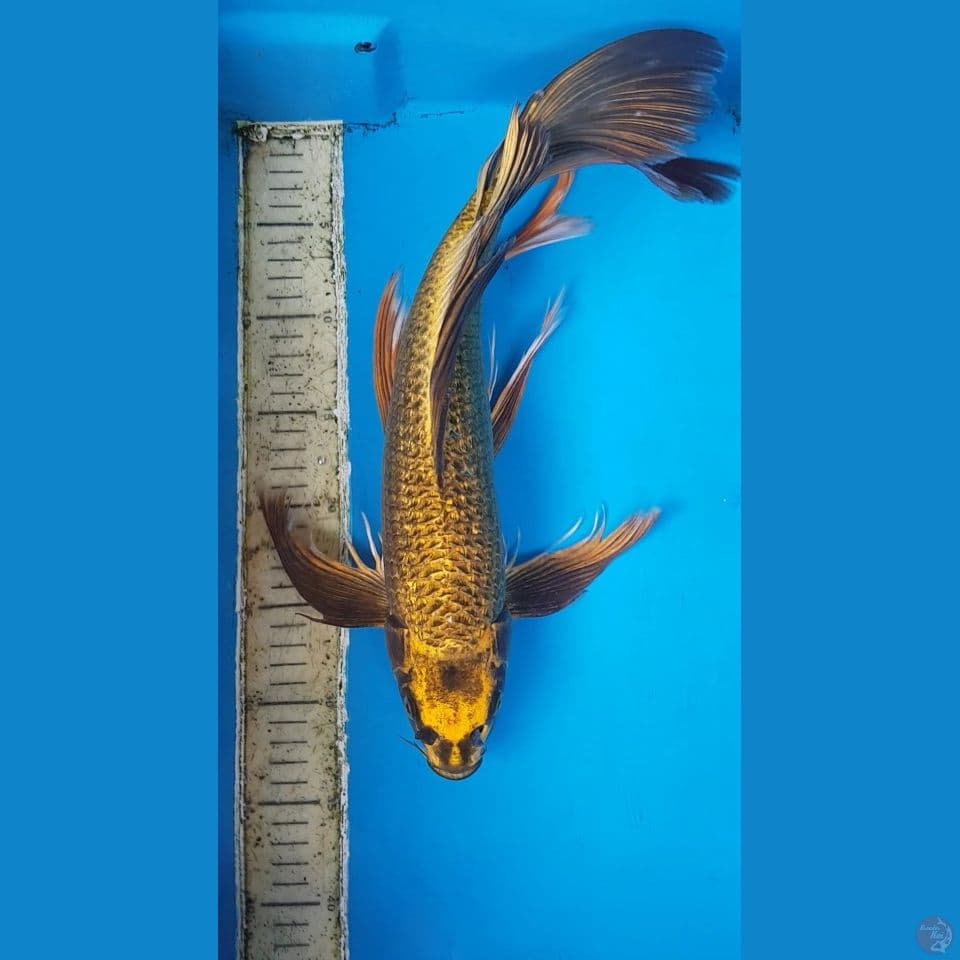 MUKASI GOLD