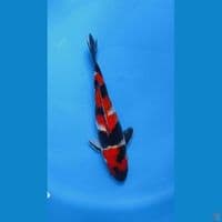 showa 25cm