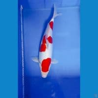 doitsu murni 45cm