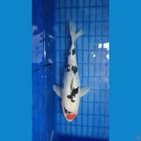 Tancho Showa Doitsu 35cm