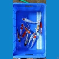 Sepesial paket 10 ekor 