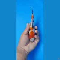 showa ginrin ready show 17 cm