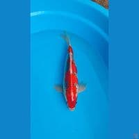 Ghosiki 34cm Jantan