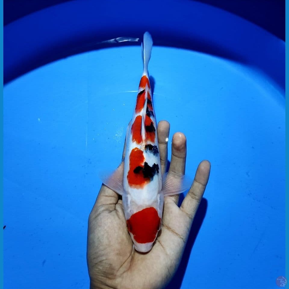MARUTEN SANKE ~27CM MALE