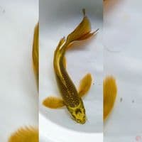 golden kumpay 25cm male