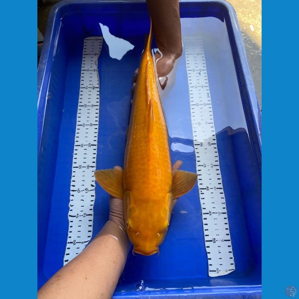 50 jumbo karashi