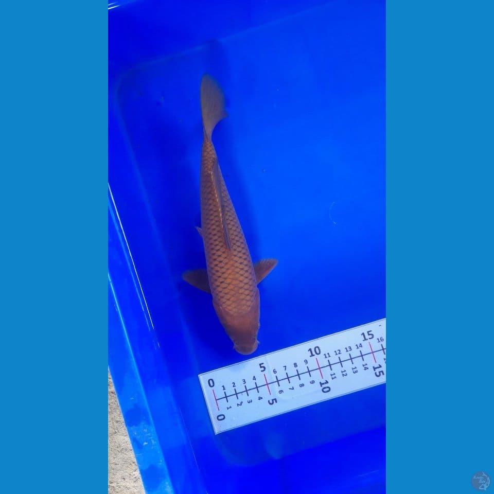 24cm MINI CHAGOI