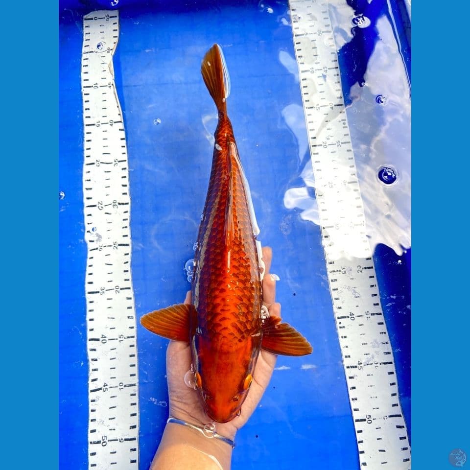 35 chagoi jaring