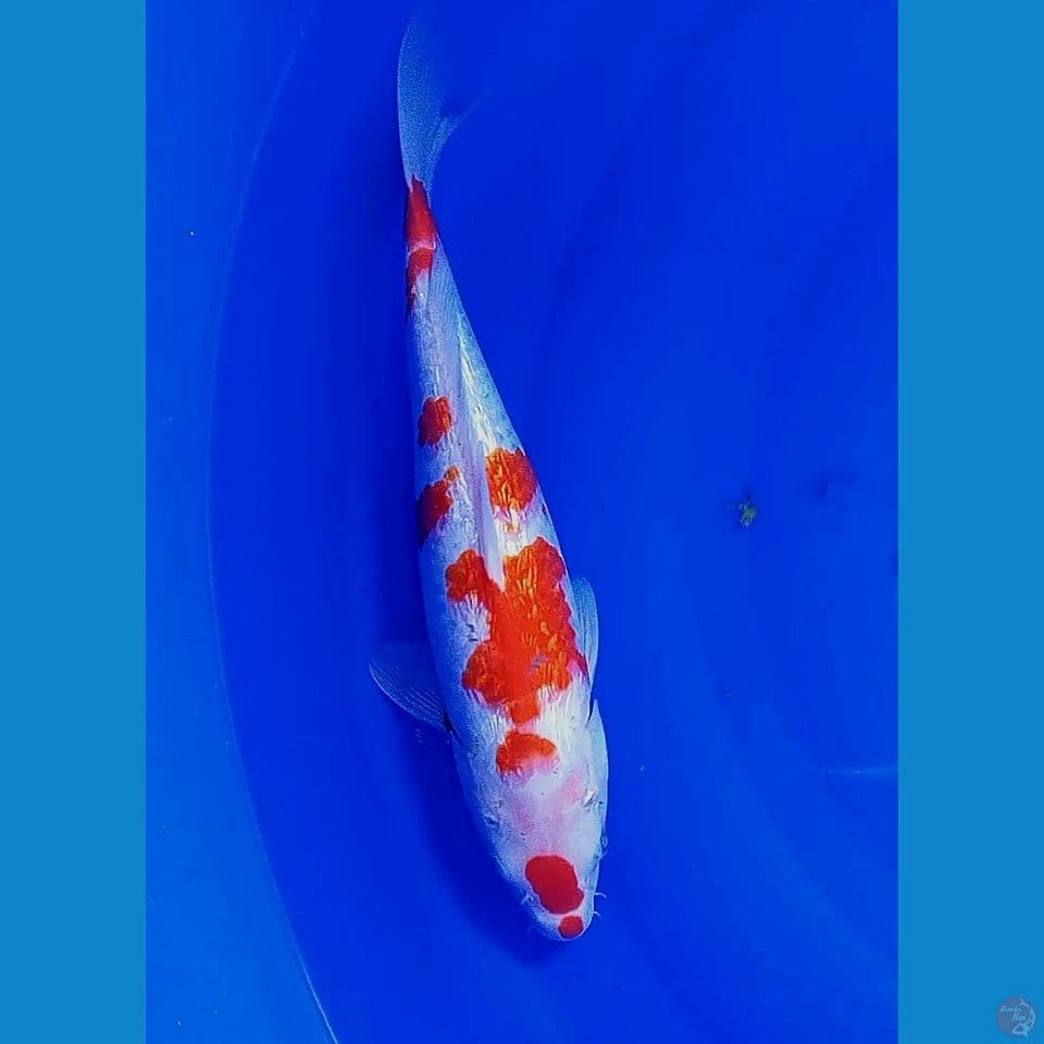 31cm strong kohaku ginrin