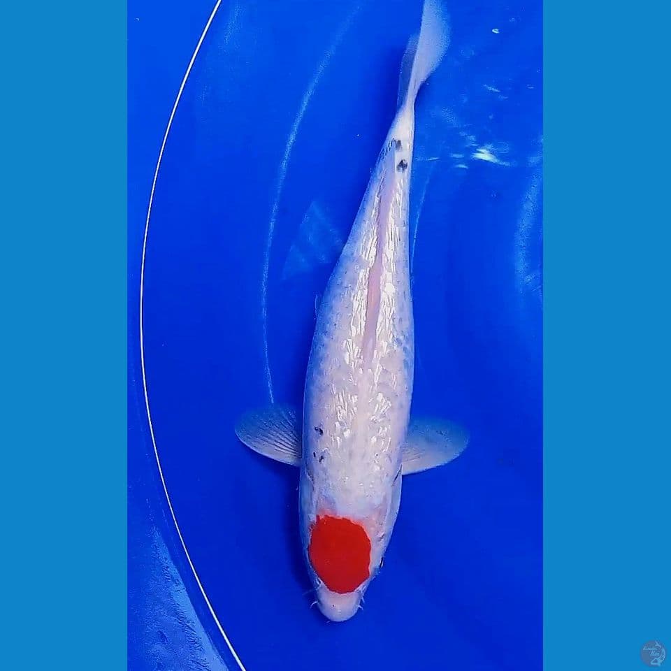 36cm origin tanco ginrin