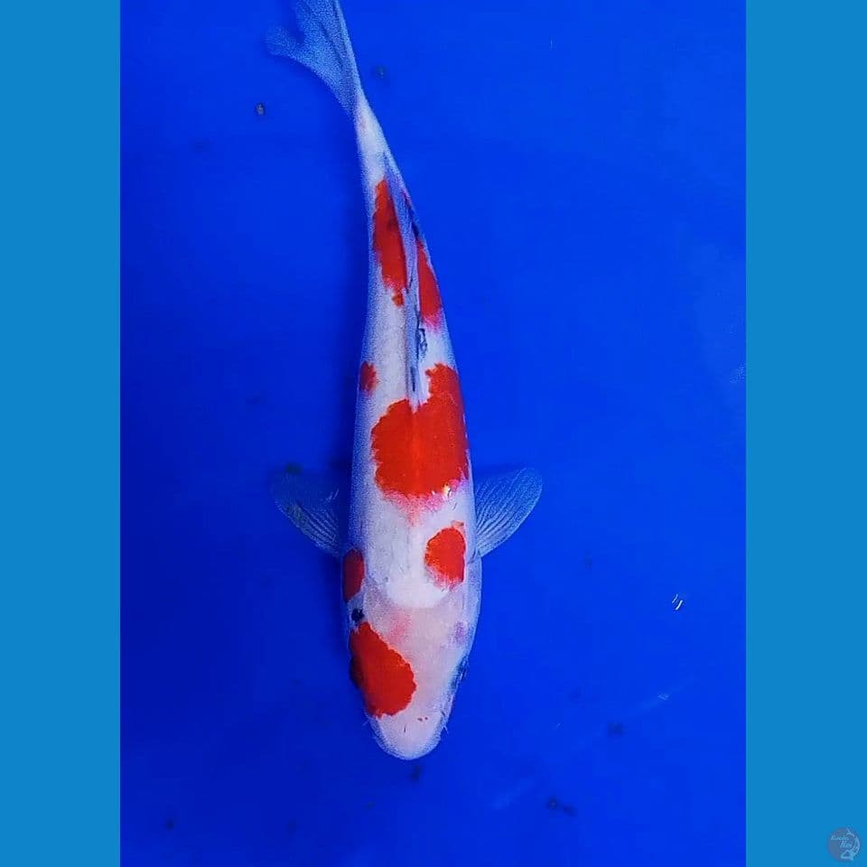 29cm sakura