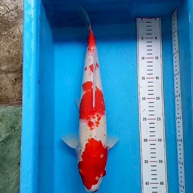Kohaku 45cm