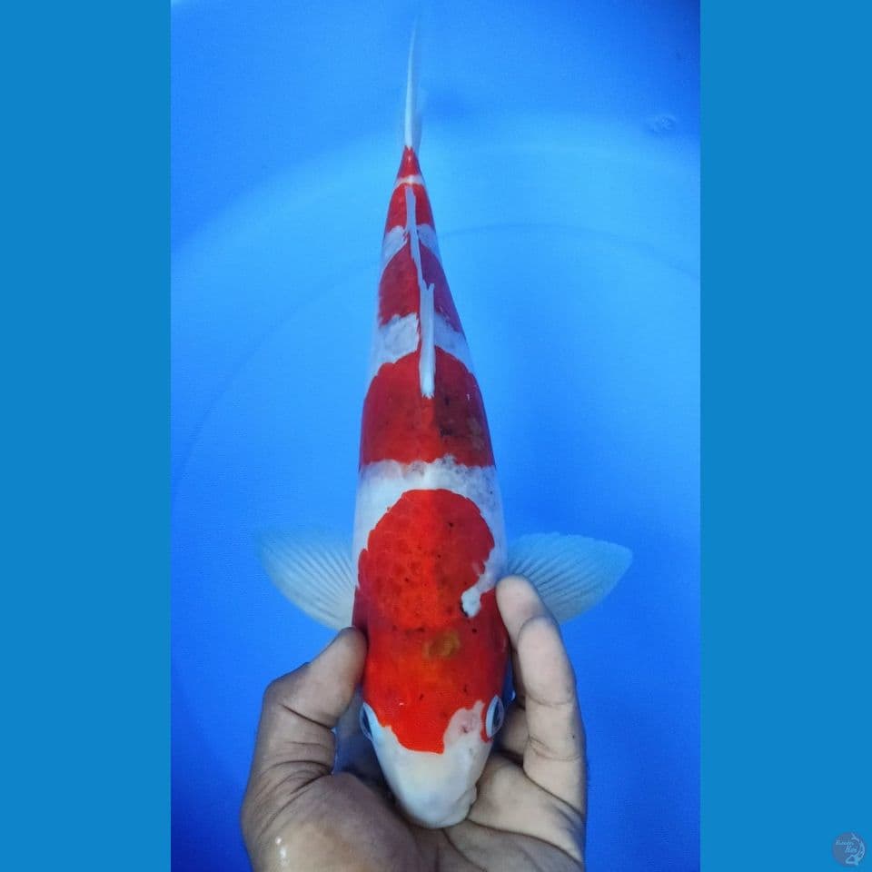 AI GOROMO 37CM