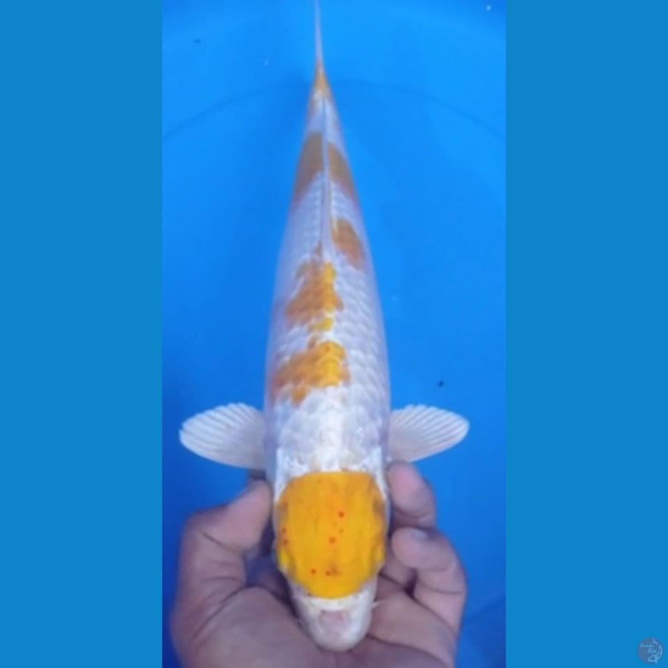 HARIWAKE 38CM