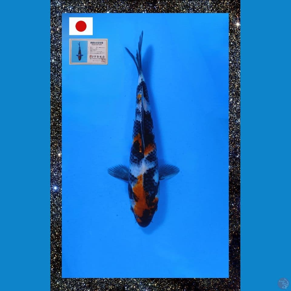 Showa Import Ueno 24 cm Male