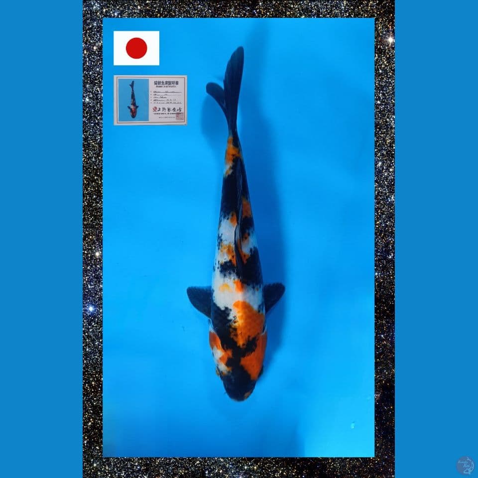 Import ueno Showa 26 cm