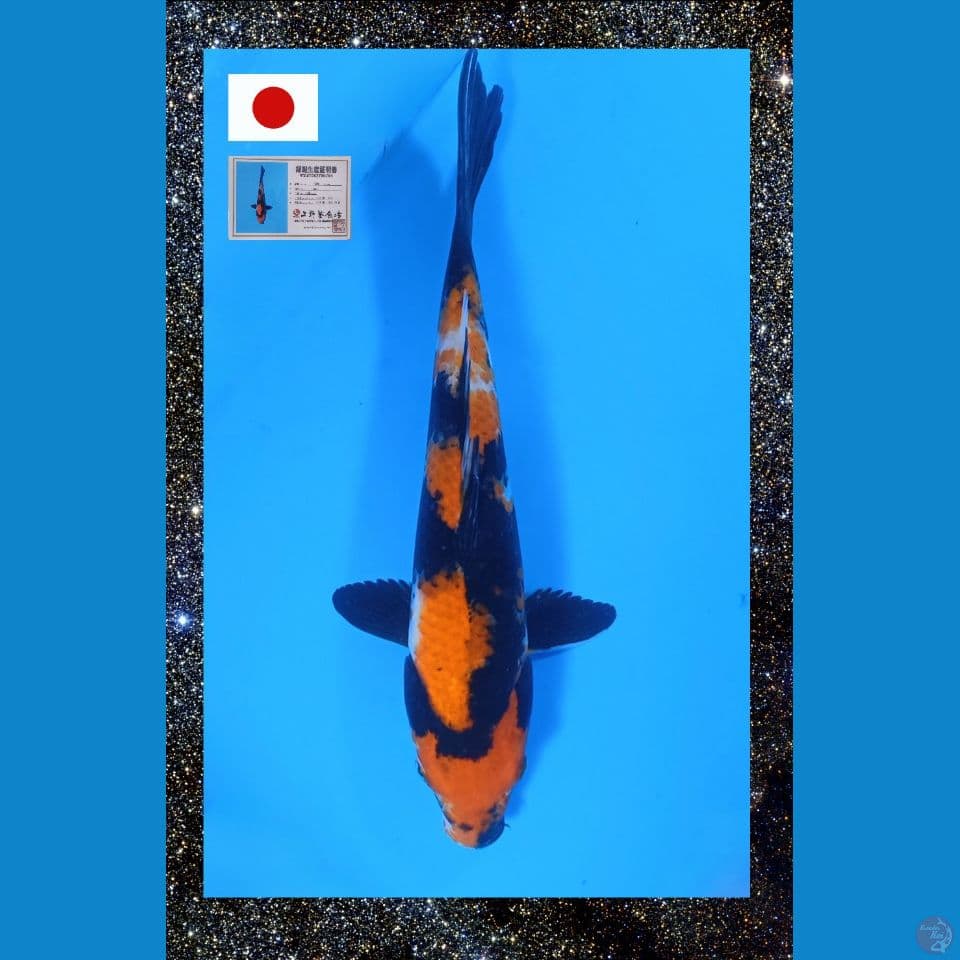 Import Showa ueno 29cm
