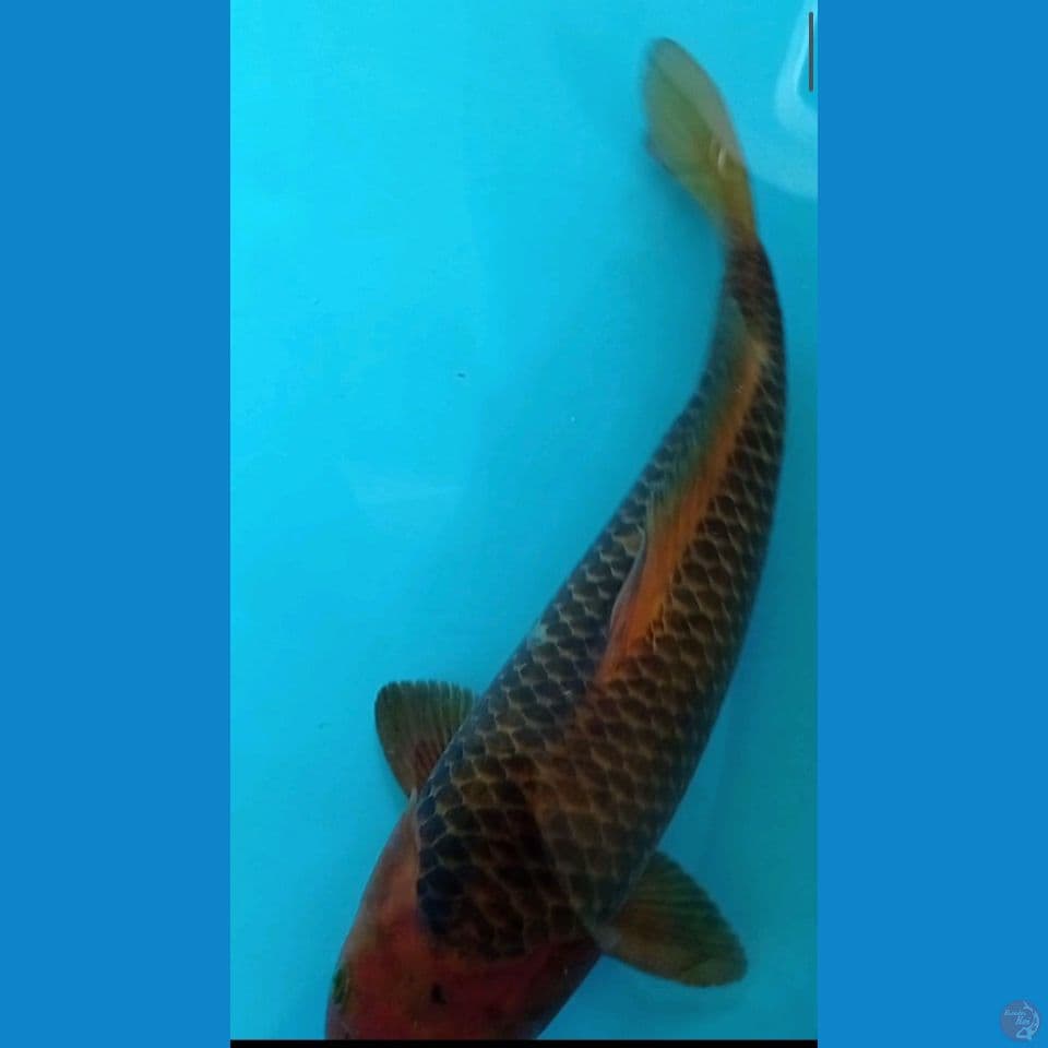 Karamel 33 cm