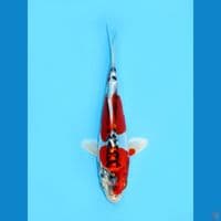 Beni Kikokuryu, 18Cm