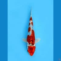 Beni Kikokuryu, 17cm