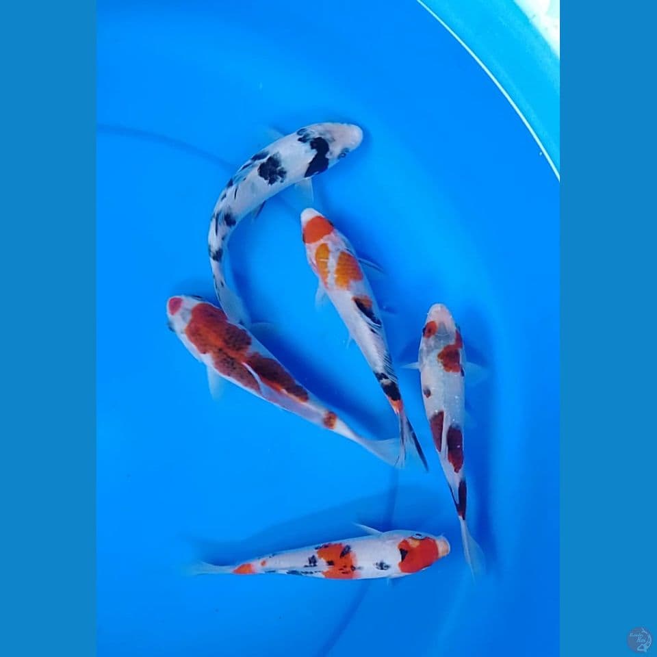 mix size : 18cm