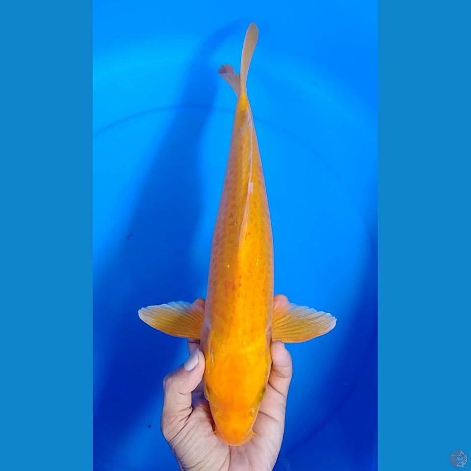 karashi size : 39 cm