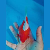 TAMASABA SHORT BODY BULET 15CM