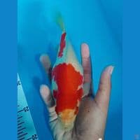 TAMASABA JUMBO 19CM