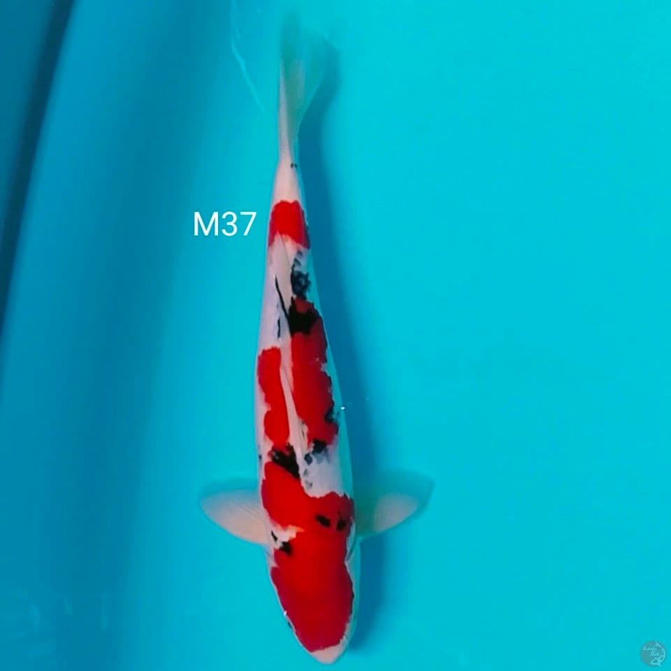 line af male 37cm