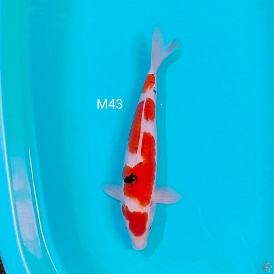 inazuma male 43cm