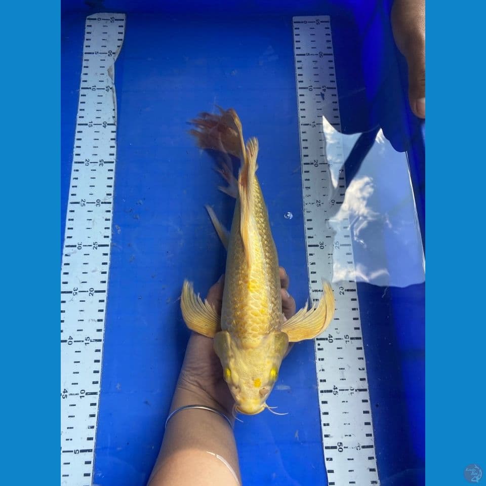 flr sleyer punuk mukasi