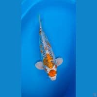 Maruten Shusui 42cm Jantan