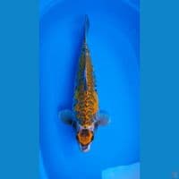 Maruten aragoke 50cm Jantan