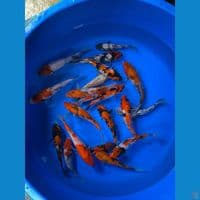 showa shiro ginrin non ginrin 15-20 cm 20 ekor