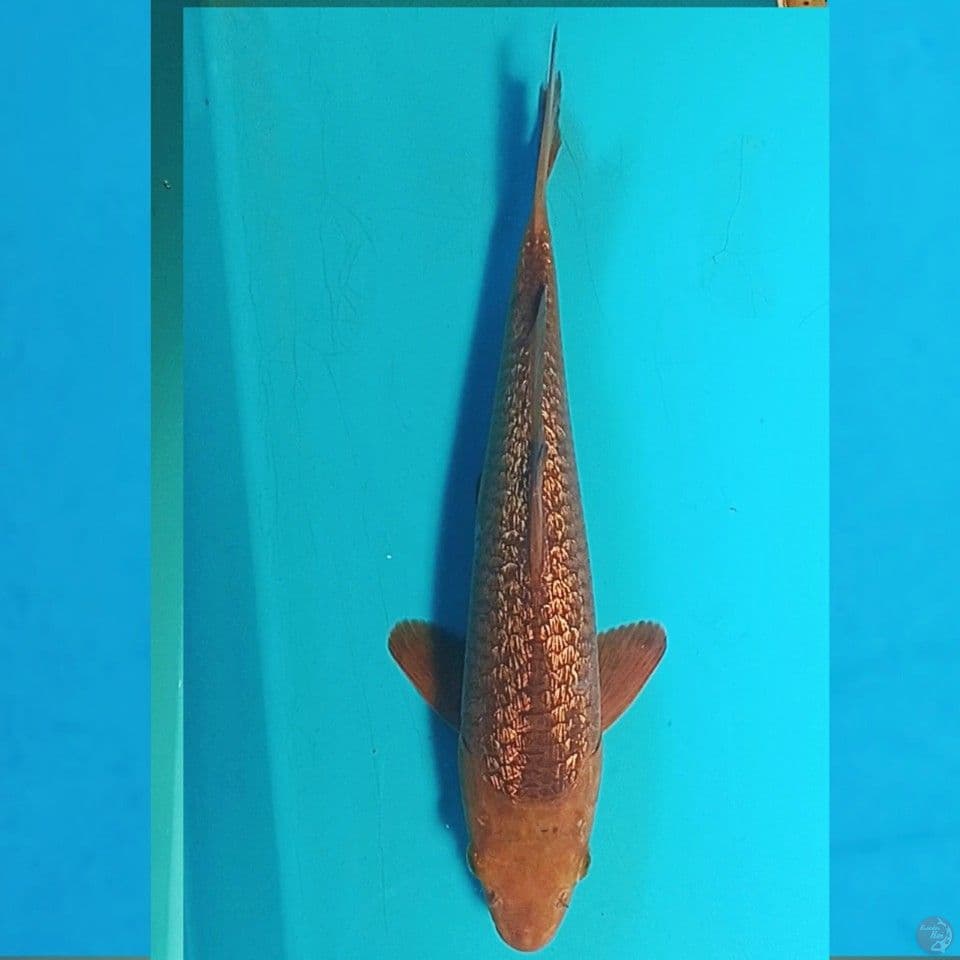 GINRIN KARAMEL 28CM