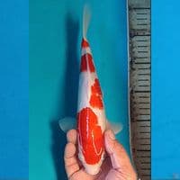 KOHAKU 26CM